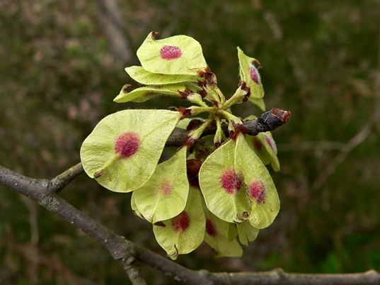 {Ulmus rubra}